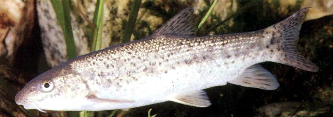 Barbus meridionalis_02.jpg